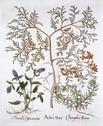 Cèdre blanc, brunelle et bugle jaune, de Hortus Eystettensis, par Basil Besler, pub. 1613
